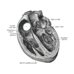 Coming up – JUNE 2025 – Left Heart Symposium